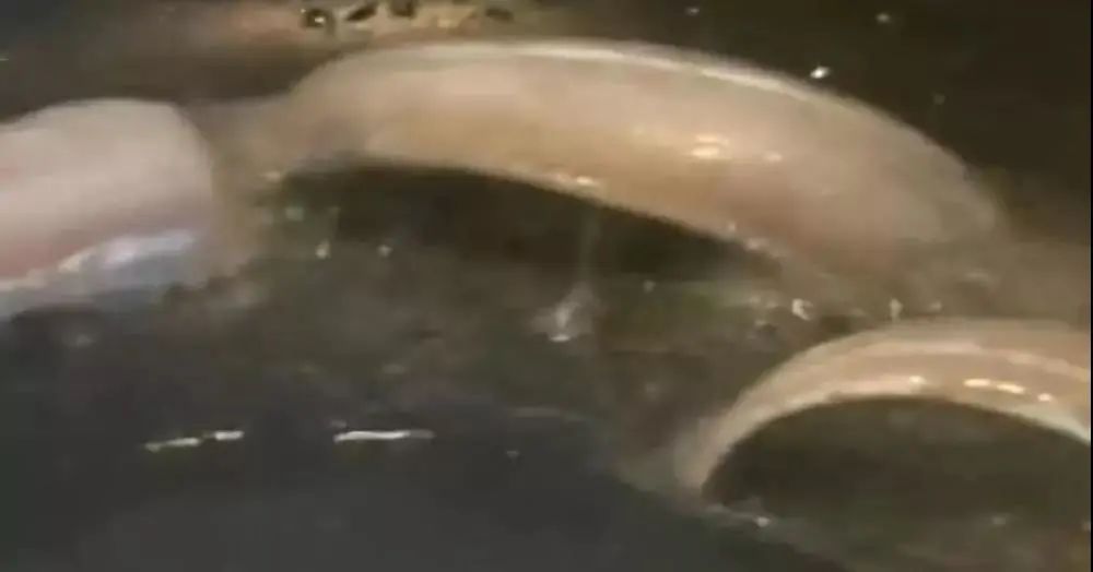 會(huì)爆炸的帶魚！這到底是什么情況？