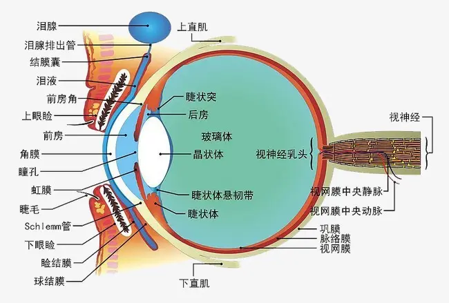 總感覺眼前有線條或氣泡？不要驚慌，就是飛蚊癥！
