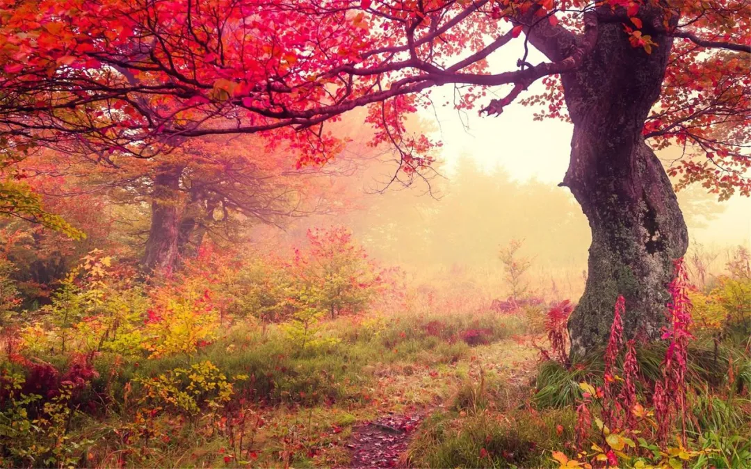 【秋日私語】秋季養(yǎng)生小貼士，溫暖你的每一刻
